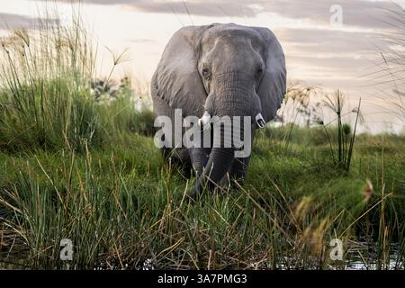 Elefante (Loxodonta africana) nelle canne, Moremi Game Reserve, Okavango Delta, Maun, Botswana, Africa Foto Stock