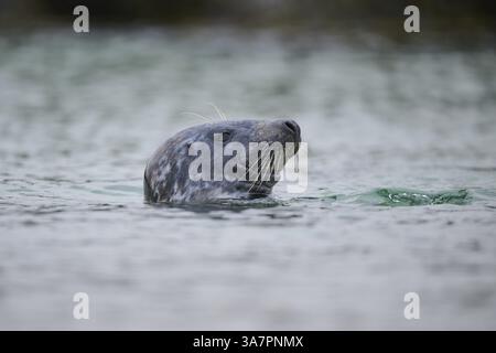 Foca grigia (Halichoerus grypus) che guarda fuori dall'acqua mentre nuota in mare, Duene, Helgoland, Schleswig-Holstein, Germania, Europa Foto Stock