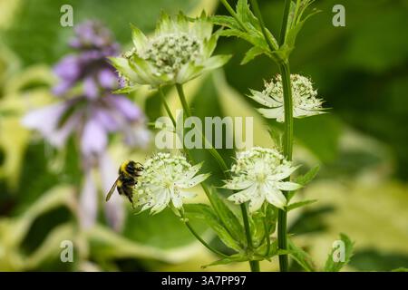 Primo piano di Astrantia Snow Star Flowers & White-tailed Bumble bee (Bombus lucorum) - giardino inglese ecologico, West Yorkshire, Inghilterra Regno Unito. Foto Stock