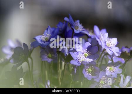 Liverwort, marzo, Sassonia, Germania, Europa Foto Stock