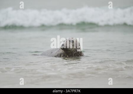 Foca grigia (Halichoerus grypus) che esce dall'acqua sulla spiaggia di Duene, Helgoland, Schleswig-Holstein, Germania, Europa Foto Stock