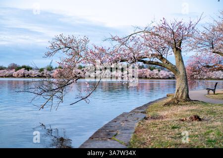 WASHINGTON DC - Un ciliegio con un tronco storto estende i suoi rami fioriti sull'acqua del bacino delle maree. I ciliegi Yoshino, originariamente un dono a Washington dal Giappone nel 1912, fioriscono per un breve periodo ogni primavera nel West Potomac Park. Foto Stock
