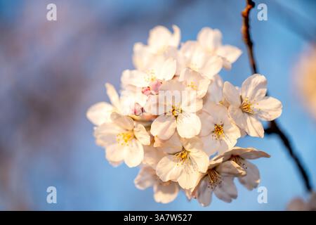 WASHINGTON DC - Una vista dettagliata mostra i fiori di ciliegio Yoshino (Prunus x yedoensis) in fiore lungo il bacino delle Tidal. Questi alberi in fiore, un dono del Giappone nel 1912, producono fiori dal rosa pallido al bianco e sono il fulcro dell'annuale Festival nazionale della fioritura dei ciliegi. Foto Stock