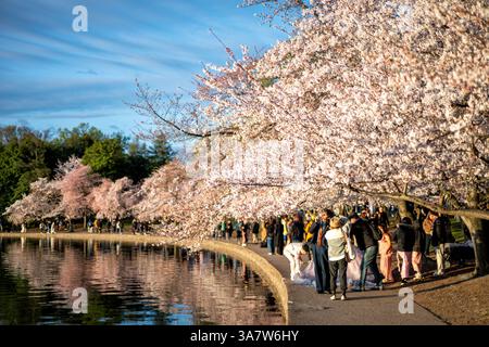WASHINGTON DC - i visitatori si riuniscono lungo il bacino delle maree per vedere e fotografare i ciliegi di Yoshino in fiore. Gli alberi, originariamente un regalo dal Giappone nel 1912, sono al centro dell'annuale National Cherry Blossom Festival, che attira grandi folle durante la breve stagione di fioritura. Foto Stock