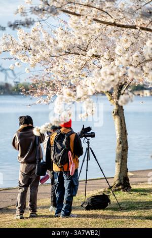 WASHINGTON DC - fotografi e turisti si riuniscono lungo il bacino delle maree per vedere e fotografare i ciliegi in fiore. I ciliegi Yoshino in fiore, originariamente un dono del Giappone nel 1912, sono l'attrazione principale dell'annuale National Cherry Blossom Festival. Foto Stock