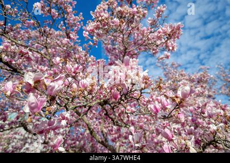 Washington DC Saucer Magnolias marzo 27 2025 CHERRYBLOSSOMWATCH.COM | WASHINGTON D.C., Stati Uniti - densi gruppi di piattini in fiore di magnolia riempiono la cornice dell'Enid A. Haupt Garden vicino allo Smithsonian Castle, con il Washington Monument visibile sfocato sullo sfondo. L'abbinamento situa questa fioritura primaverile in vista della struttura più alta della capitale, completata nel 1884 per onorare il primo presidente della nazione. Foto Stock