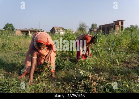 Foto a figura intera di due madri e figlie indiane in un tradizionale abito colorato Sari che raccoglie arachidi in una fattoria Foto Stock