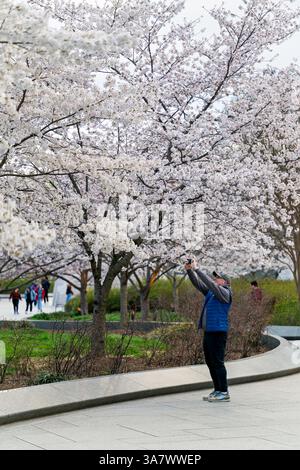WASHINGTON DC - Un visitatore fotografa i ciliegi di Yoshino in piena fioritura al Martin Luther King Jr. Monumento commemorativo lungo il bacino delle maree. Questi alberi fioriti, originariamente un dono del Giappone nel 1912, attirano migliaia di persone ogni primavera per il National Cherry Blossom Festival. La scultura in granito "Stone of Hope" del monumento è visibile sullo sfondo tra i fiori. Foto Stock