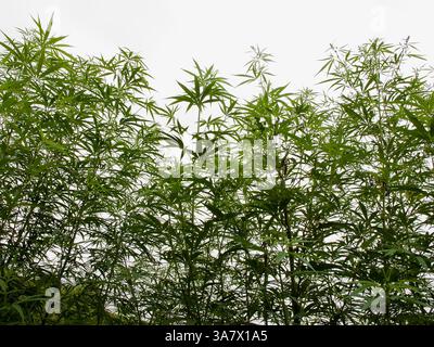 Denso gruppo di piante di canapa verde alte che crescono all'aperto contro un cielo pallido. Foto Stock