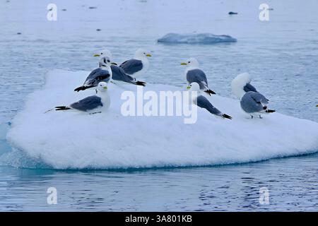Vista di un gregge di gabbiani kittiwake che riposano su un'area di ghiaccio nel fiordo Hornsund dell'arcipelago delle Svalbard, Norvegia Foto Stock