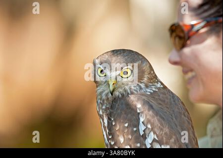 Barking Owl (Ninox Connivens), Lone Pine Koala Sanctuary, Brisbane, Queensland, Australia Foto Stock