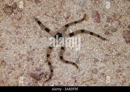 Questa stella fragile, Ophiolepis superba, è stata fotografata di notte nelle Filippine. Questo individuo ha perso la fine di uno dei suoi cinque bracci W Foto Stock