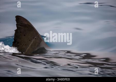 La pinna dorsale di un grande squalo bianco, Carcharodon carcharias, che rompe la superficie al largo dell'isola Guadalupe, Messico. Foto Stock