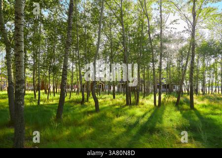 Foresta soleggiata con alberi alti e erba verde Foto Stock