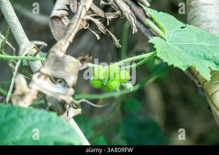 Bristly Bryony Bryonia cretica subsp. la dioica è una vigorosa pianta erbacea che si trova comunemente in siepi, bordi boschivi e zone disturbate Foto Stock