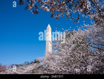 I fiori di ciliegio fioriscono lungo il bacino di marea a Washington, DC il 27 marzo 2025. Il National Park Service ha annunciato che le date di picco previste per la fioritura dei ciliegi saranno questo fine settimana, tra il 28 e il 31 marzo. Foto Stock