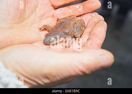 Rana marrone in mano umana Foto Stock