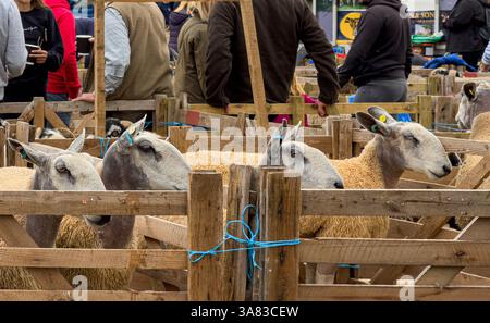 Pecore Bluefaced Leicester in penne di legno a Masham Sheep Fair, North Yorkshire. REGNO UNITO Foto Stock