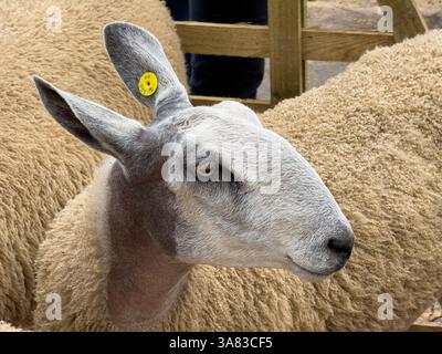 Pecore Bluefaced Leicester in penne di legno a Masham Sheep Fair, North Yorkshire. REGNO UNITO Foto Stock
