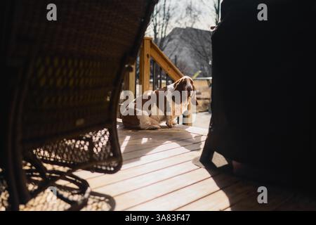 Il grande cane basset è seduto all'aperto sul ponte sotto il sole in inverno Foto Stock