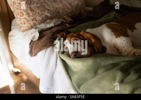 Grande cane da cani basset che dorme sulla coperta verde sul letto di casa Foto Stock