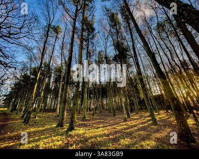 La luce del sole scorre attraverso alberi decidui e conifere creando lunghe ombre su Strensall Common, vista contro un cielo blu. York, Regno Unito Foto Stock