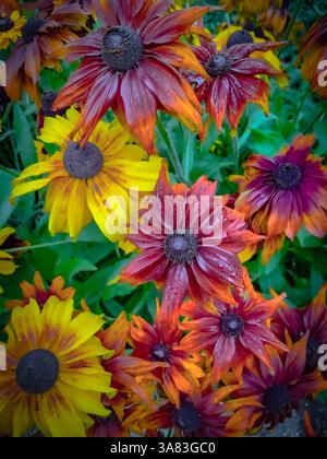 Vista panoramica di fiori di rudbecca rosso scuro, arancione e giallo che brillano con la pioggia in un giardino inglese. Foto Stock