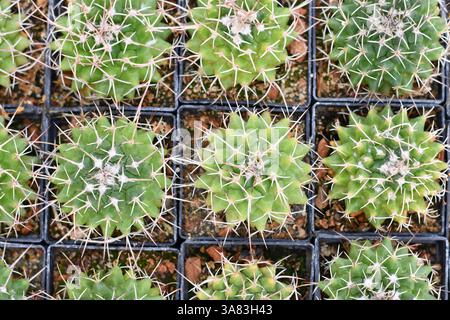 Molte piccole piante di cactus "Mammillaria Carnea" in vasi di fiori Foto Stock