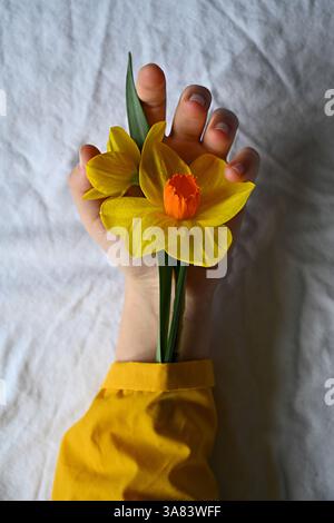 Giallo narcidia una mano femminile. Sfondo fiori primaverili Foto Stock
