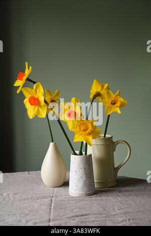 Narcisi gialli in vasi. Sfondo primaverile Foto Stock