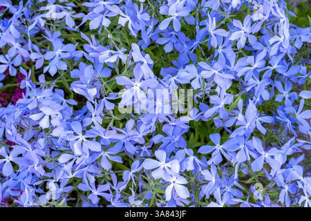 Vista ravvicinata dei fiori Phlox divaricata blu in piena fioritura. Vista dall'alto. Foto Stock
