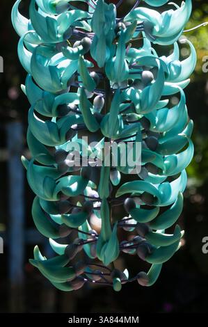 Vibranti fiori di giada in un giardino. Foto Stock