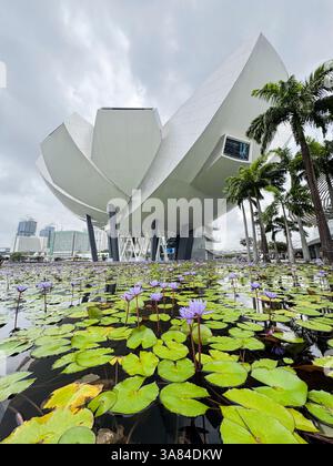 Edificio del Museo ArtScience con un grande stagno che circonda l'edificio. Luce del giorno, ninfee in fiore che galleggiano nel laghetto. Angolo basso. Singapore Foto Stock