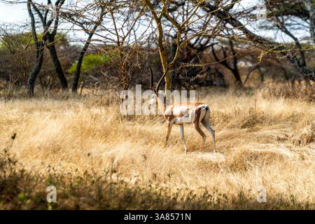 Etiopia, gazzelle di Grant maschili in praterie asciutte Foto Stock