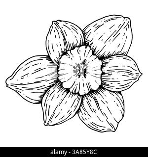 Fiore di narciso disegnato a mano in piena fioritura, vista frontale. Dettagliata illustrazione botanica in bianco e nero di narcisi primaverili con sei petali e centrale Illustrazione Vettoriale