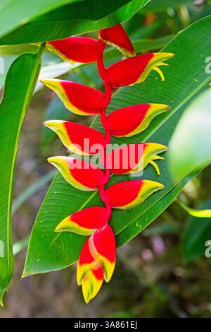 Primo piano di un suggestivo fiore tropicale rosso e giallo con foglie verdi vibranti in un ambiente della foresta pluviale, che mostra i colori vivaci e la bellezza naturale Foto Stock