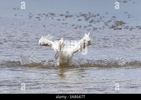 Bagni giovanili di Spoonbills, Cley Marshes, North Norfolk Foto Stock