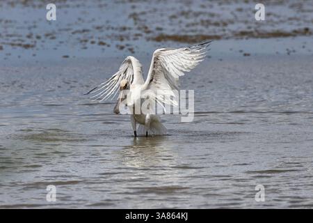 Bagni giovanili di Spoonbills, Cley Marshes, North Norfolk Foto Stock