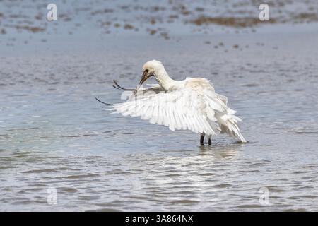 Bagni giovanili di Spoonbills, Cley Marshes, North Norfolk Foto Stock