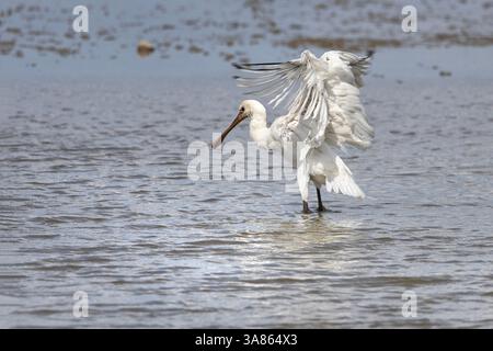 Bagni giovanili di Spoonbills, Cley Marshes, North Norfolk Foto Stock