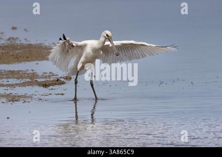 Bagni giovanili di Spoonbills, Cley Marshes, North Norfolk Foto Stock