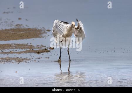 Bagni giovanili di Spoonbills, Cley Marshes, North Norfolk Foto Stock