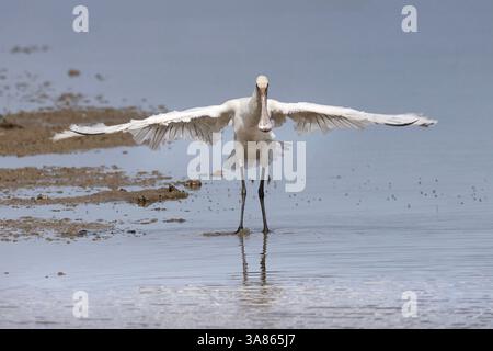 Bagni giovanili di Spoonbills, Cley Marshes, North Norfolk Foto Stock