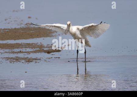 Bagni giovanili di Spoonbills, Cley Marshes, North Norfolk Foto Stock