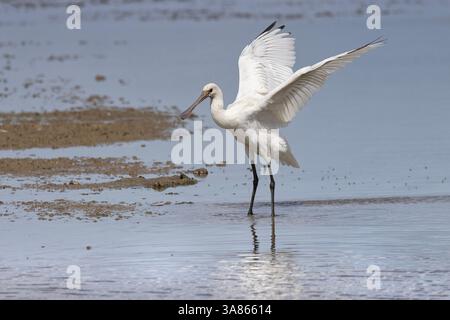 Bagni giovanili di Spoonbills, Cley Marshes, North Norfolk Foto Stock