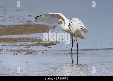Bagni giovanili di Spoonbills, Cley Marshes, North Norfolk Foto Stock