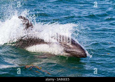 Delfino di Peale (Lagenorhynchus australis) adulto cavalcando gli Zodiaci a New Island nelle Isole Falkland Foto Stock