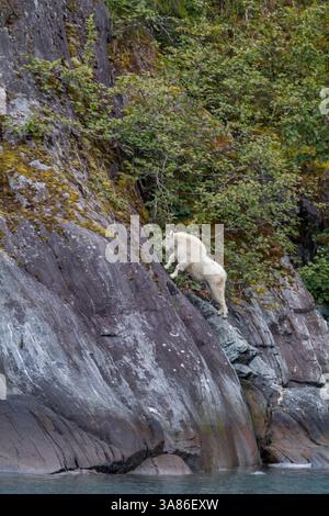 Capra di montagna adulta (Oreamnos americanus) sulla scogliera di Tracy Arm, Alaska sud-orientale, Stati Uniti d'America Foto Stock