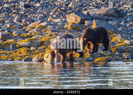Coppia di orsi bruni adulti (Ursus arctos) che espone un comportamento di corteggiamento allo Scidmore Cut nel Glacier Bay National Park, Alaska, Stati Uniti d'America Foto Stock
