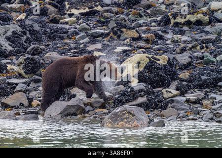 Orso bruno adulto (Ursus arctos) che scuote l'acqua dalla sua pelliccia vicino alla carcassa di balena nel Glacier Bay National Park, Alaska, Stati Uniti d'America Foto Stock